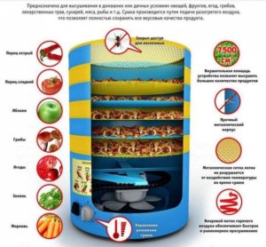 Устройство и принцип действия сушилки для фруктов и овощей.