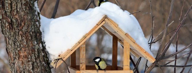 Основные правила построения кормушки для птиц