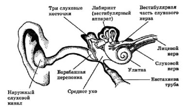 как устроено ухо