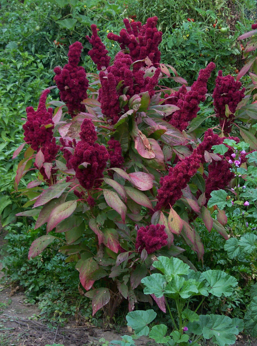 amaranth04